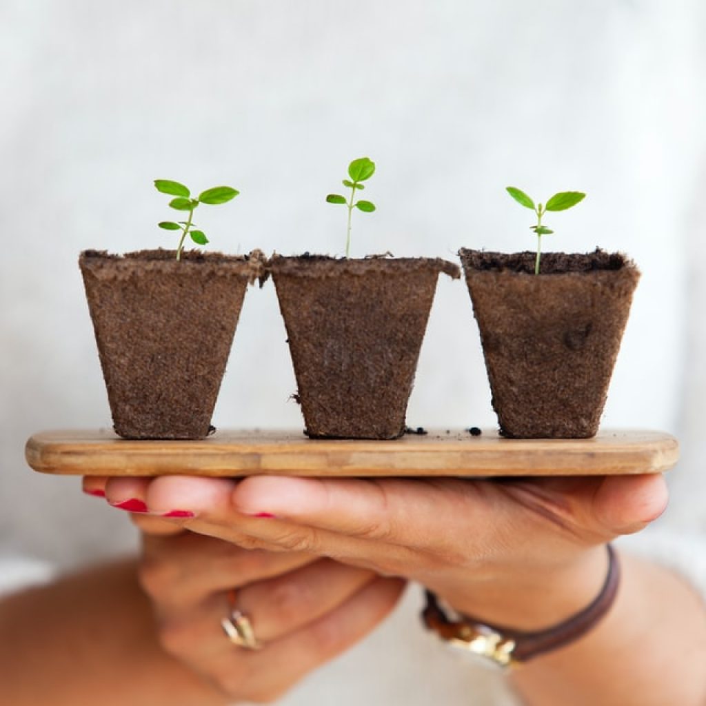 Seedlings representing mom and pop shops needing to grow their business